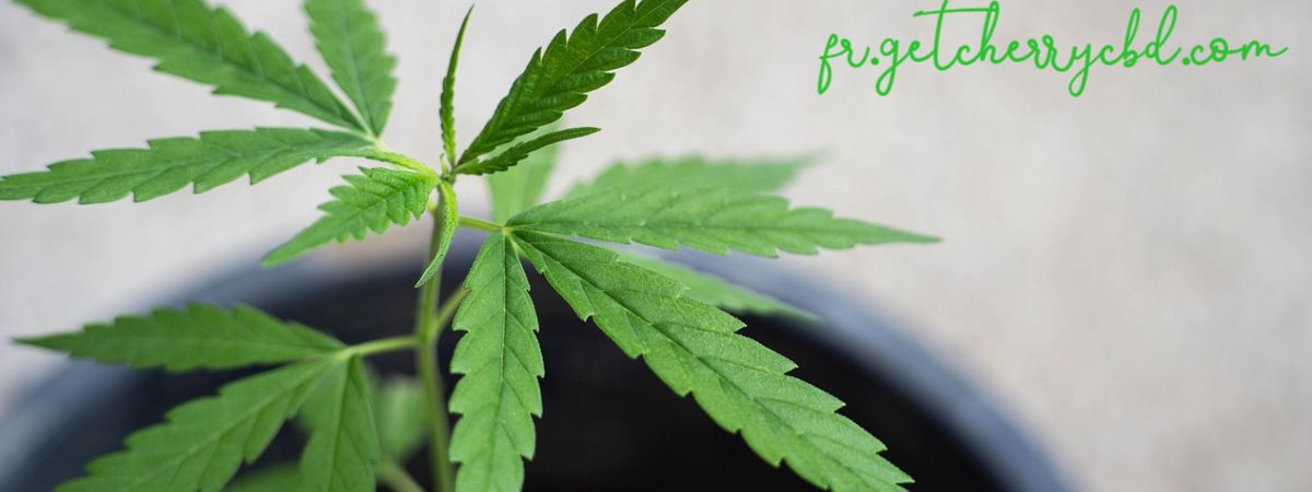 fr.getcherrycbd.com